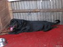 Mannuthy-Thrissur-Dog-Show-2011 (44)
